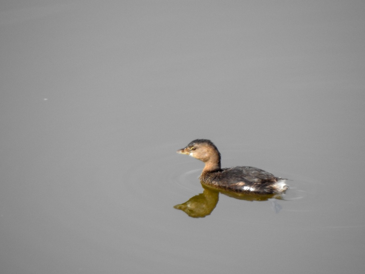Pied-billed Grebe - ML404599921