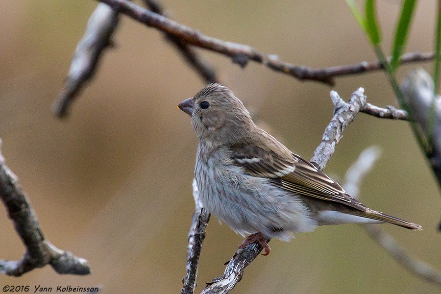 Common Rosefinch - ML40460061