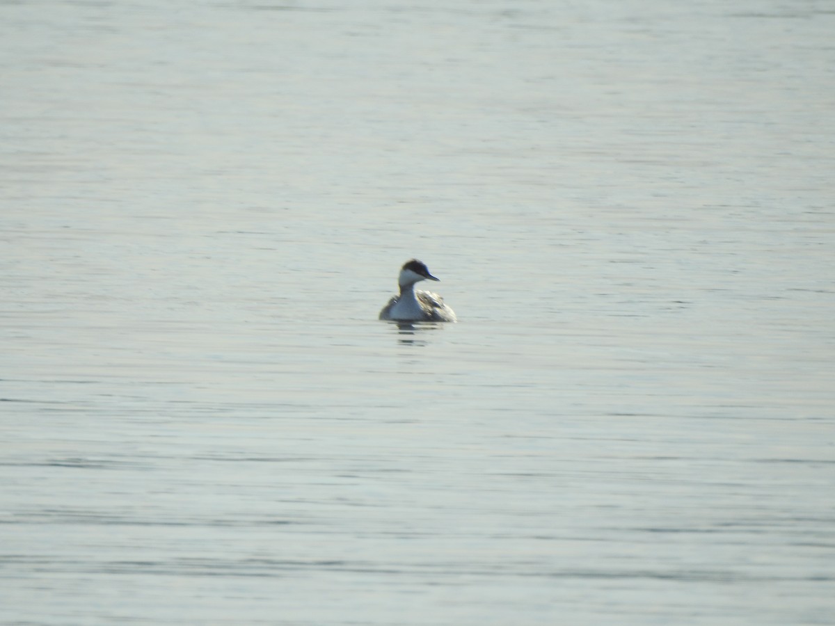 Horned Grebe - ML404600721