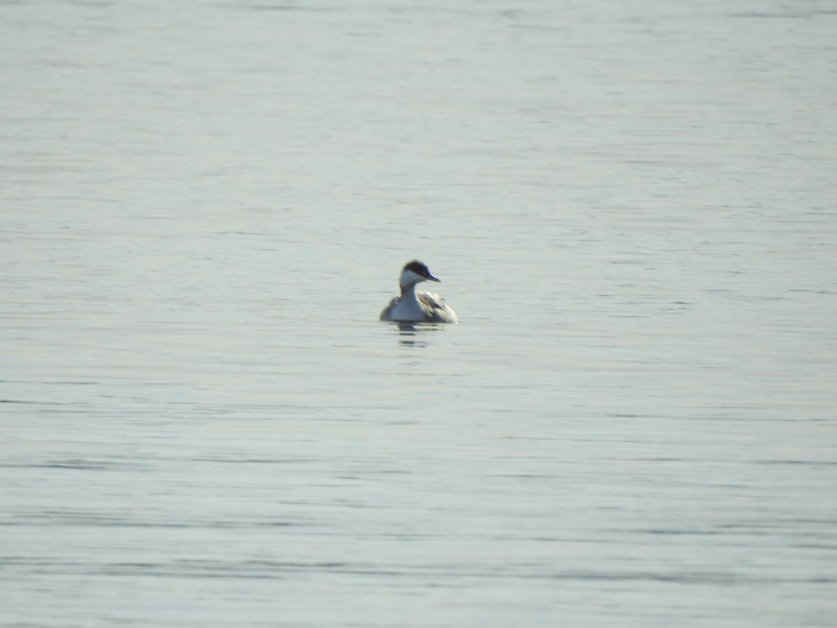 Horned Grebe - ML404600721