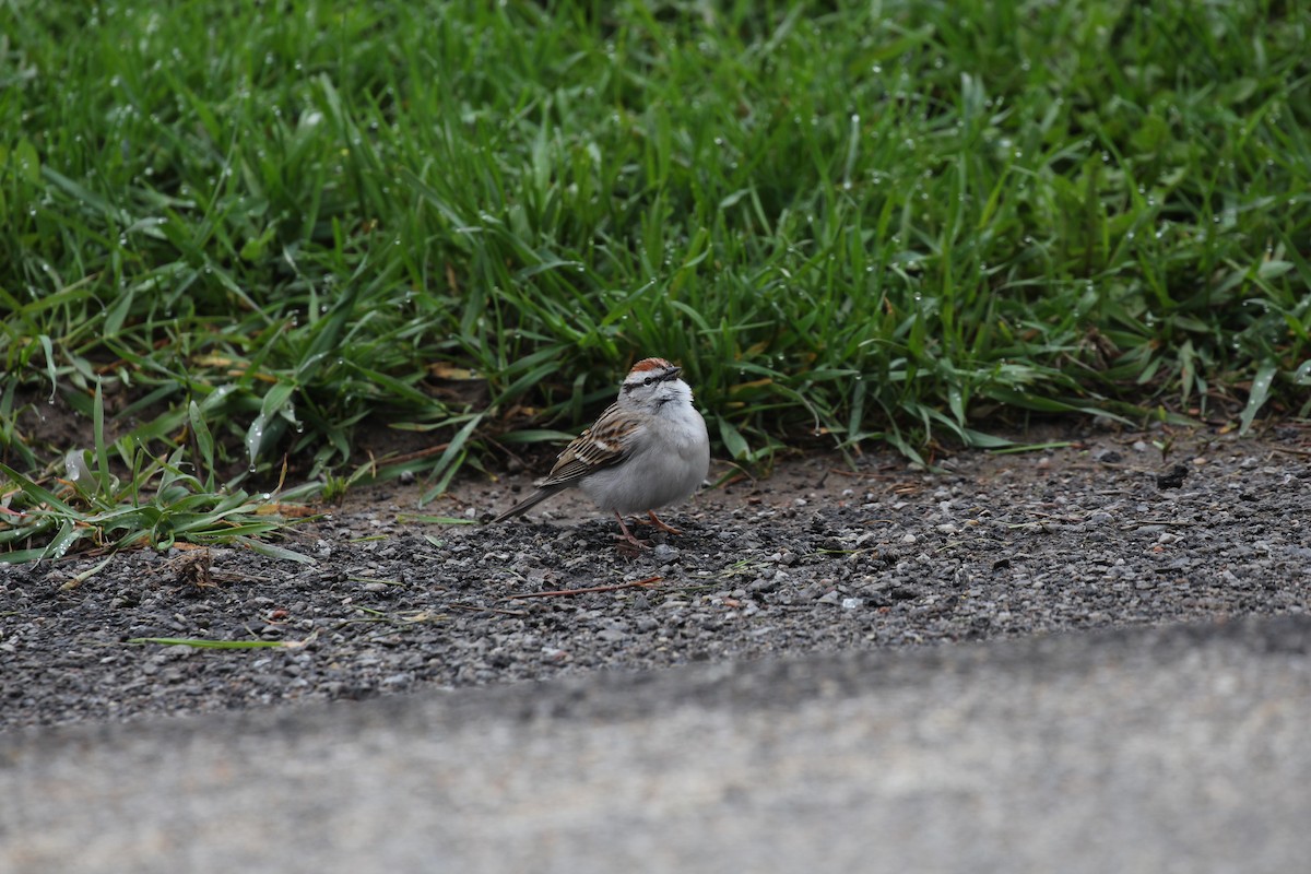 Chipping Sparrow - ML404601701