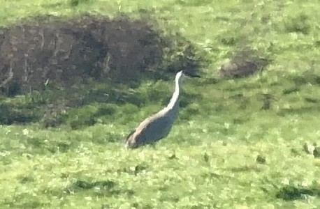 Sandhill Crane - ML404601961