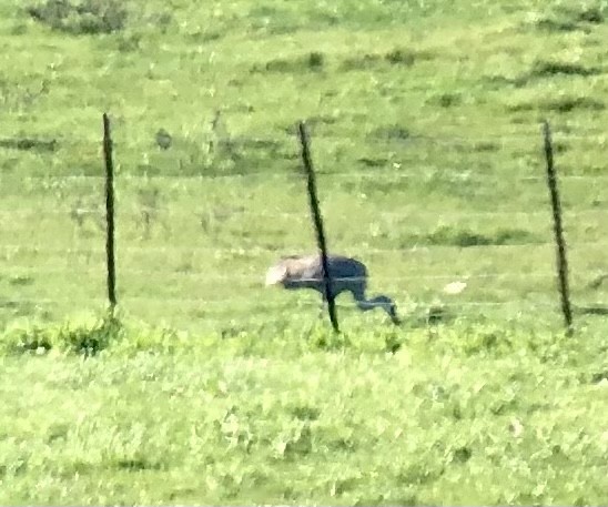 Sandhill Crane - ML404602041