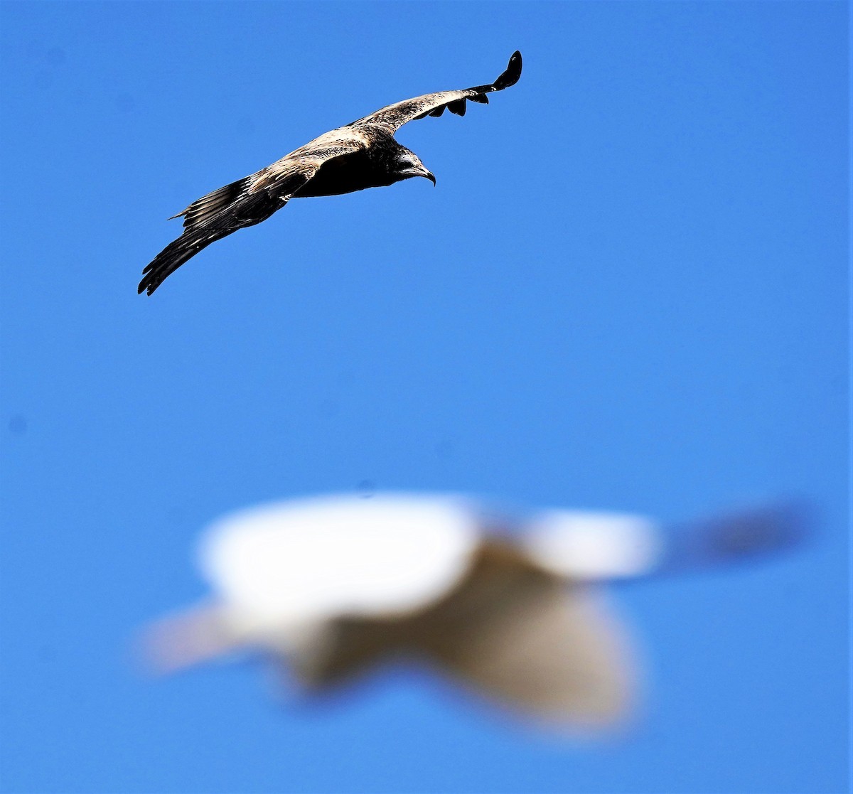 Egyptian Vulture - ML404602761