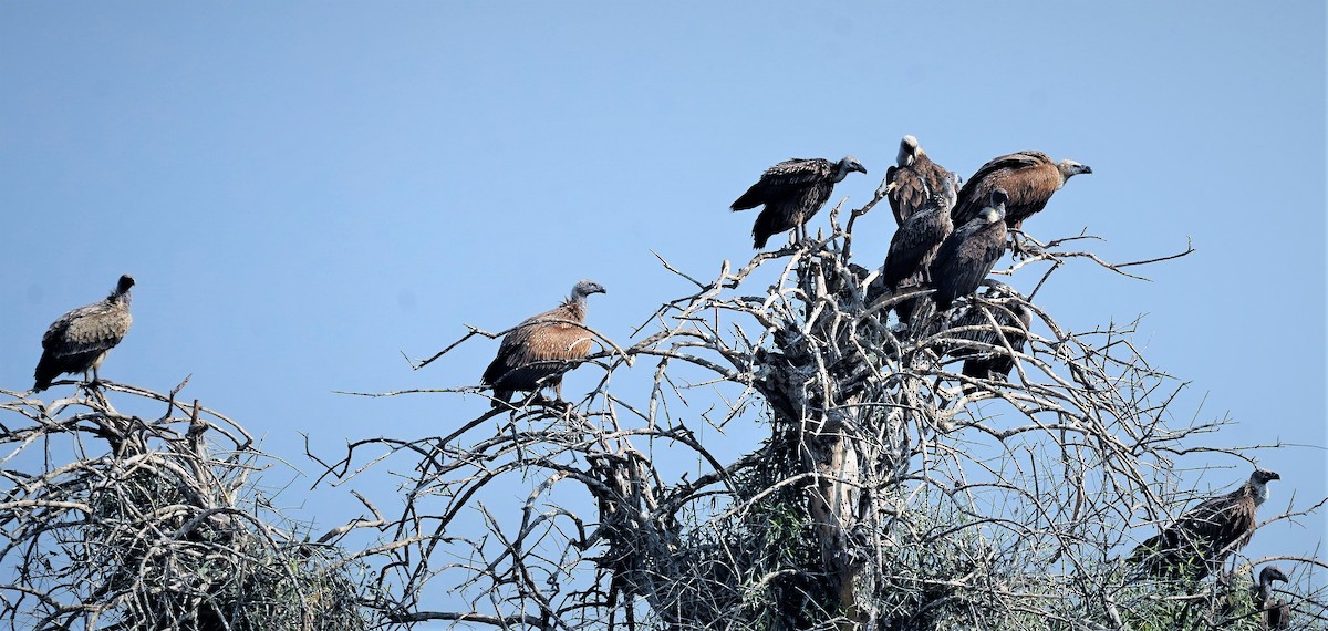 Eurasian Griffon - ML404602861