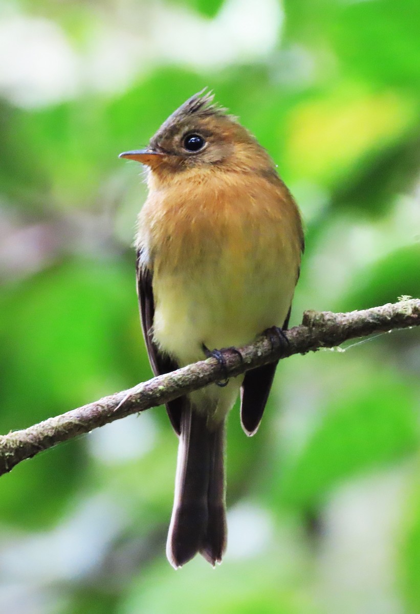 Mosquero Moñudo Común (aurantiiventris) - ML404603261