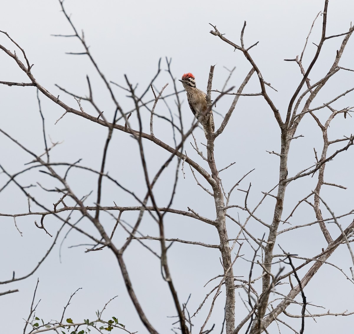 Ladder-backed Woodpecker - ML404604251