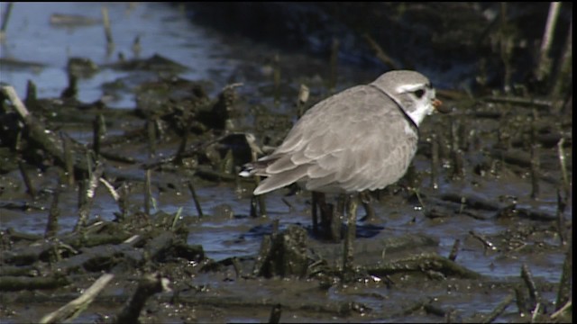 Piping Plover - ML404605