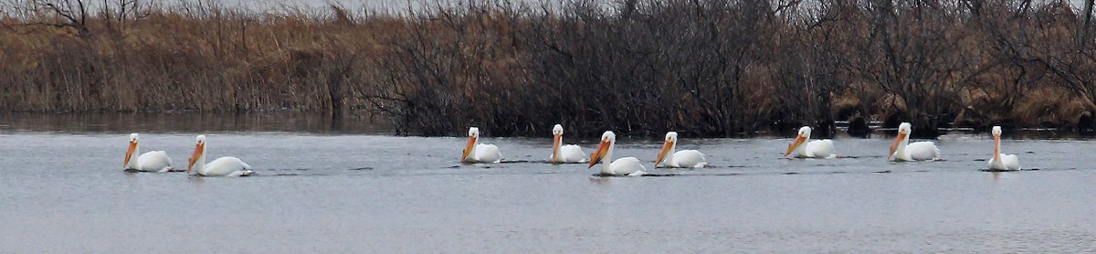 American White Pelican - ML40460511