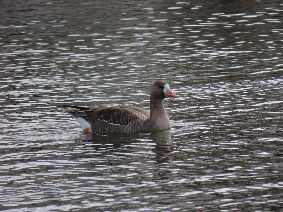 Greater White-fronted Goose - ML404605951