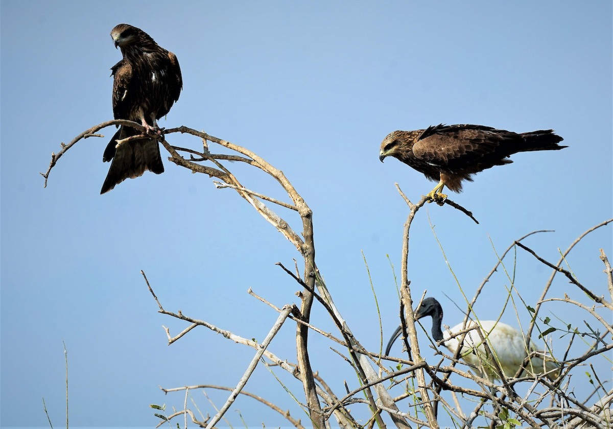 Black Kite - ML404606141