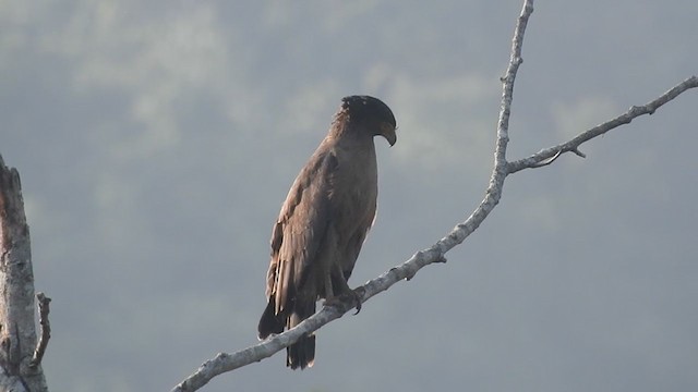 Haubenschlangenadler - ML404606151