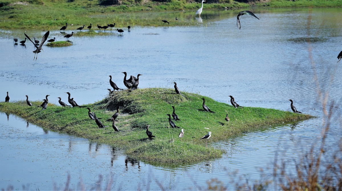 Little Cormorant - ML404606531