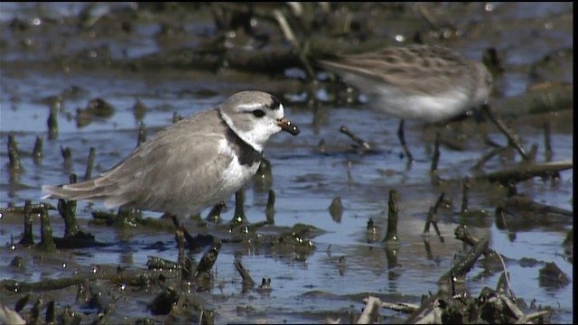 Piping Plover - ML404607