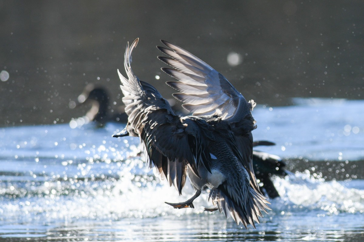 Northern Pintail - ML404607081