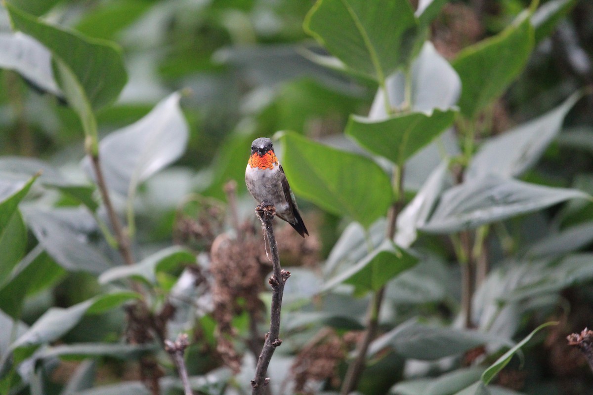 Ruby-throated Hummingbird - ML404607671