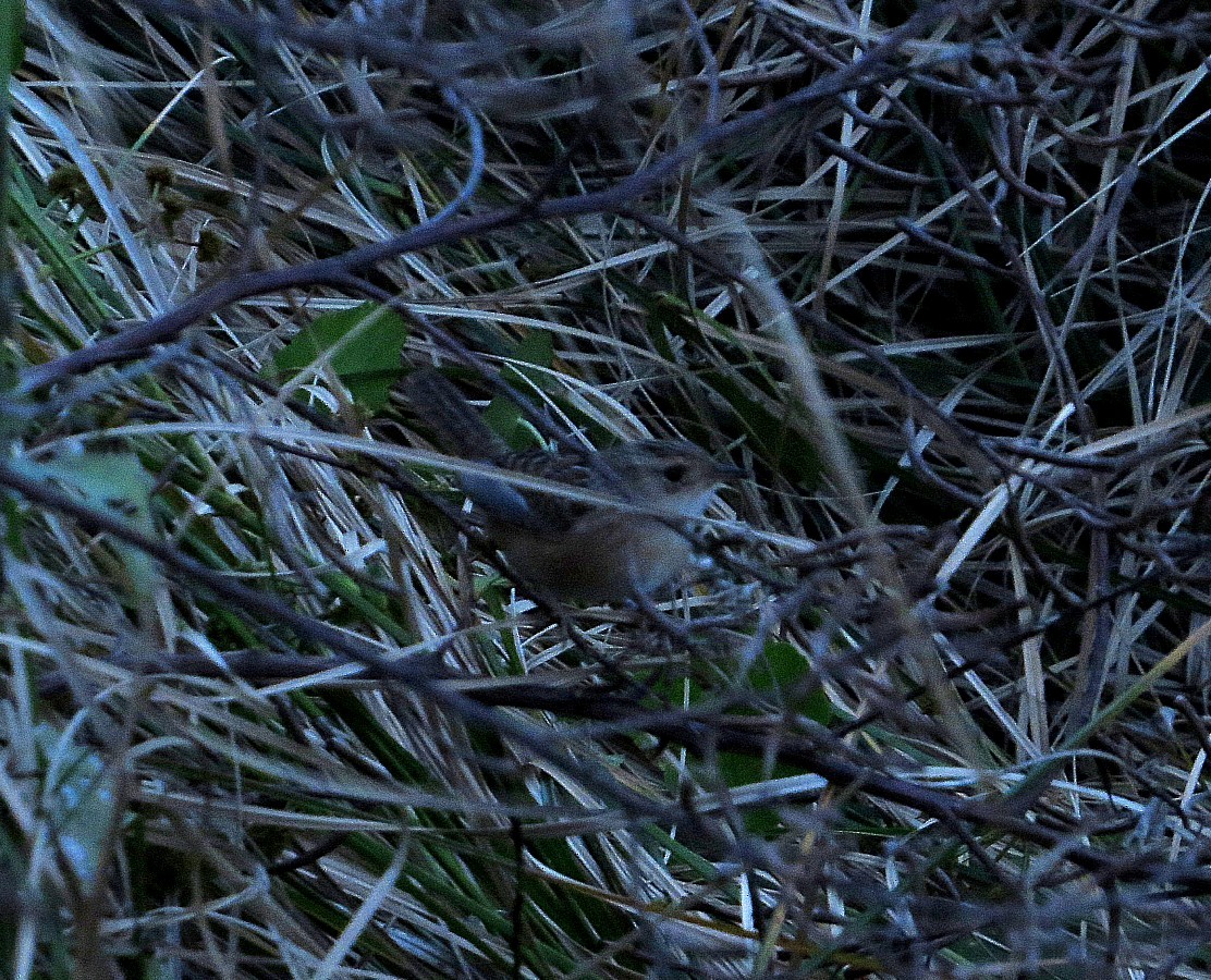 Sedge Wren - ML404608961