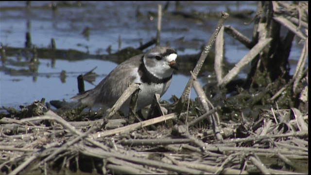 Piping Plover - ML404609