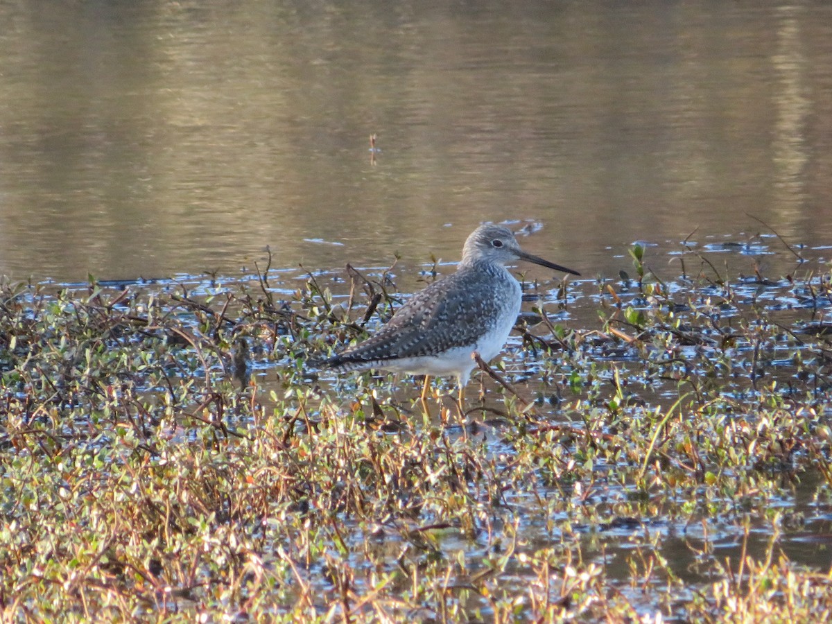 Greater Yellowlegs - ML404609661
