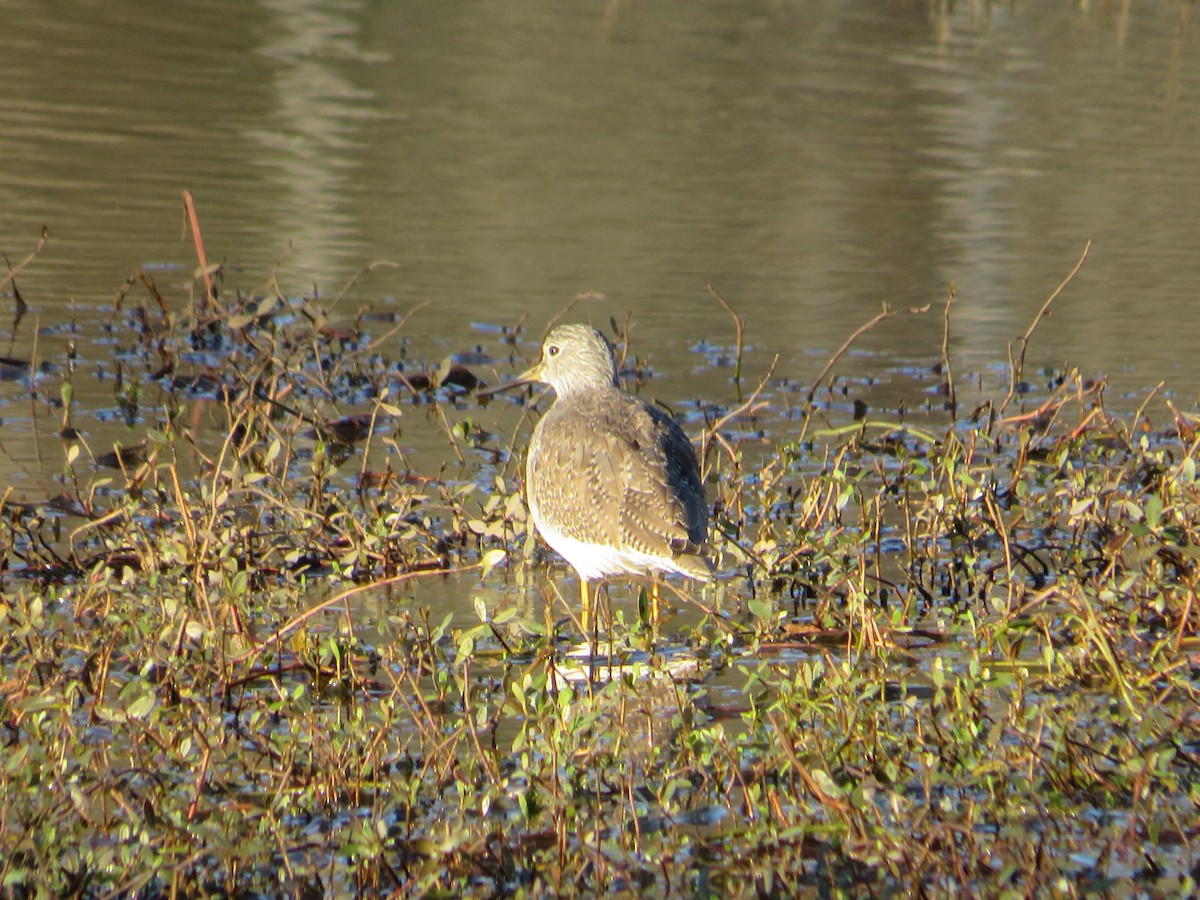Greater Yellowlegs - ML404609681