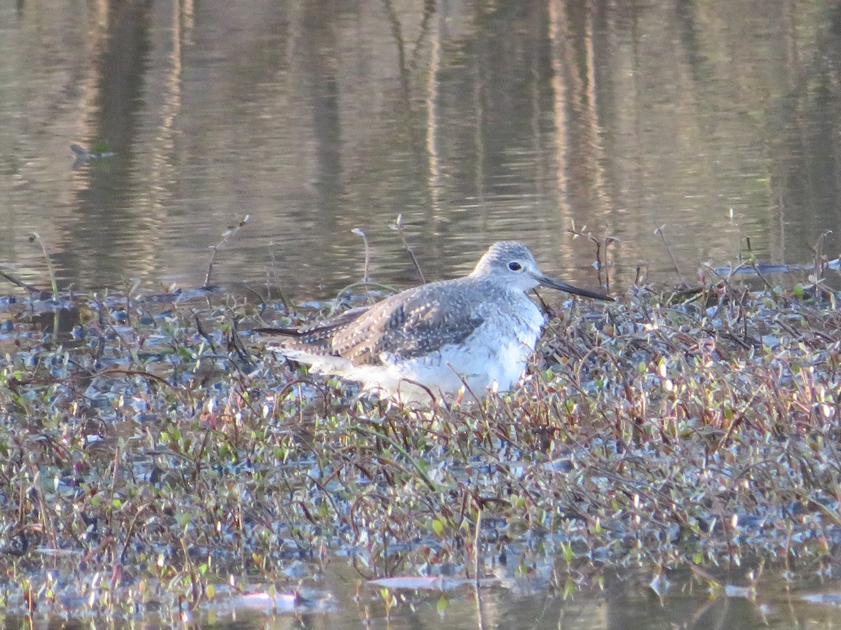 Greater Yellowlegs - ML404609701