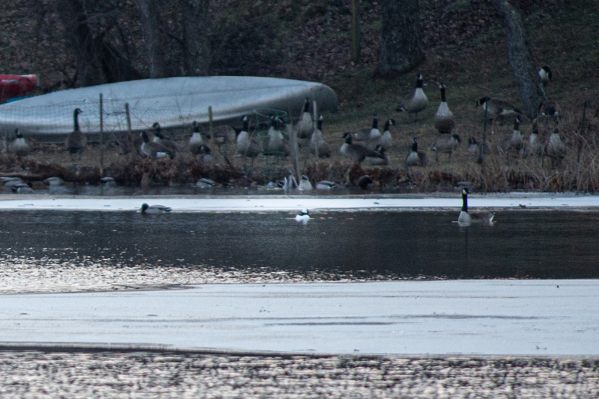 Bufflehead - ML404609741