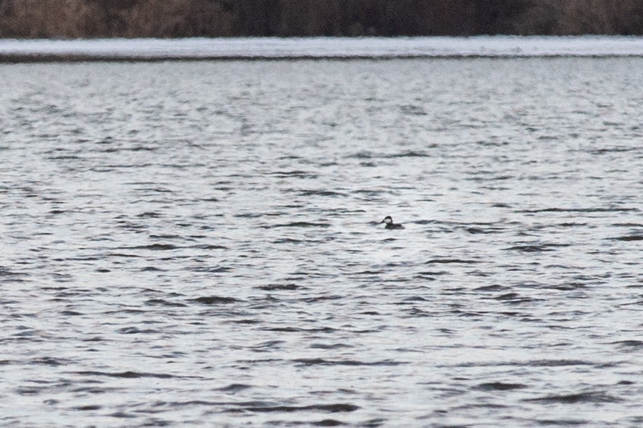 Ruddy Duck - ML404609791