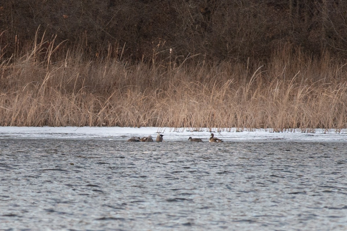 Gadwall - ML404609851