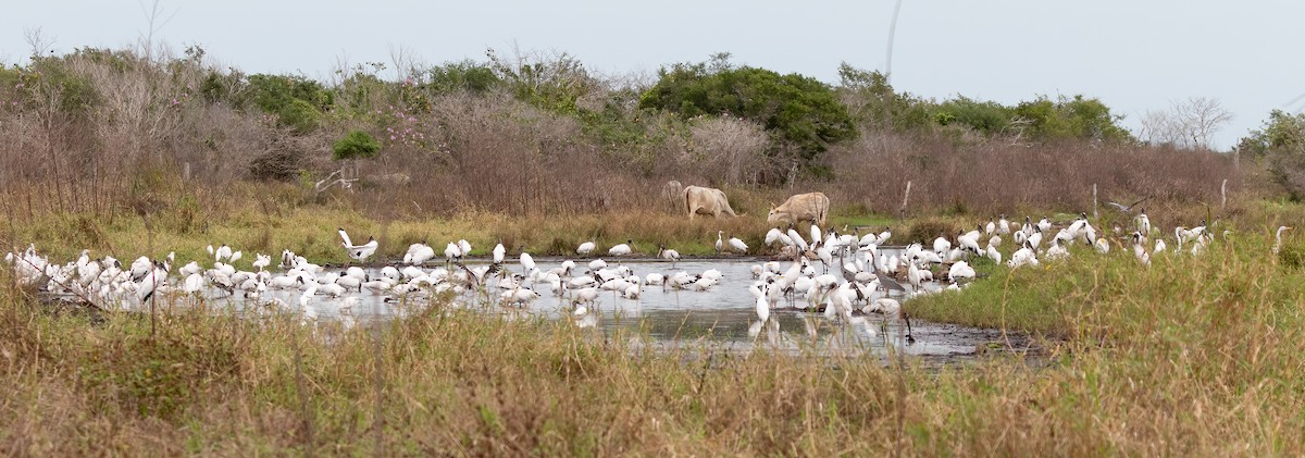 Wood Stork - ML404610221