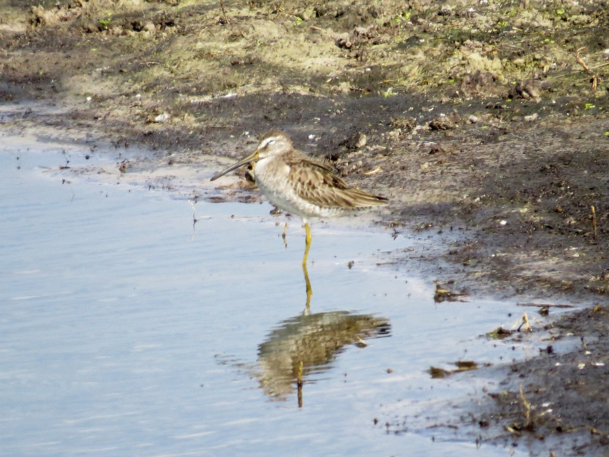 Tundraschlammläufer - ML40461141