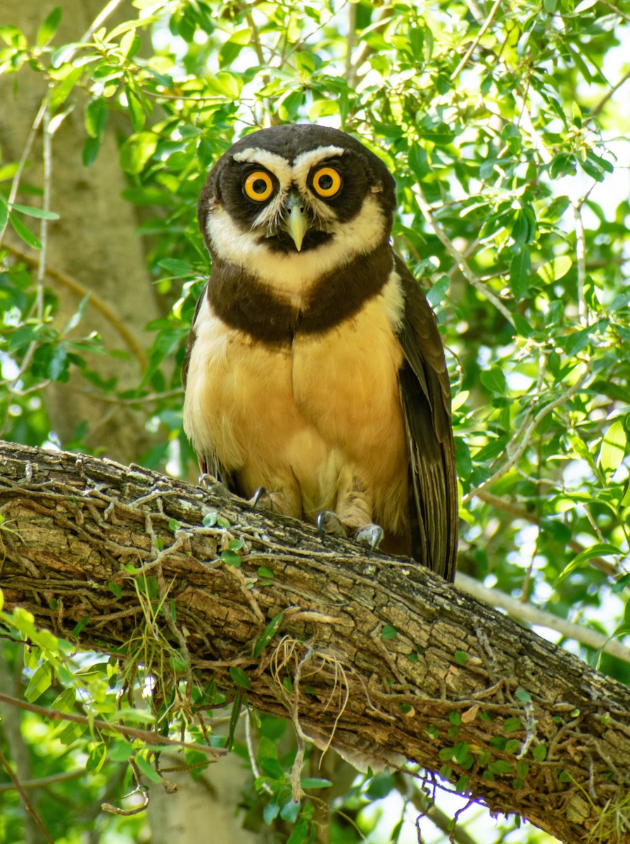 Spectacled Owl - Leandro Bareiro Guiñazú