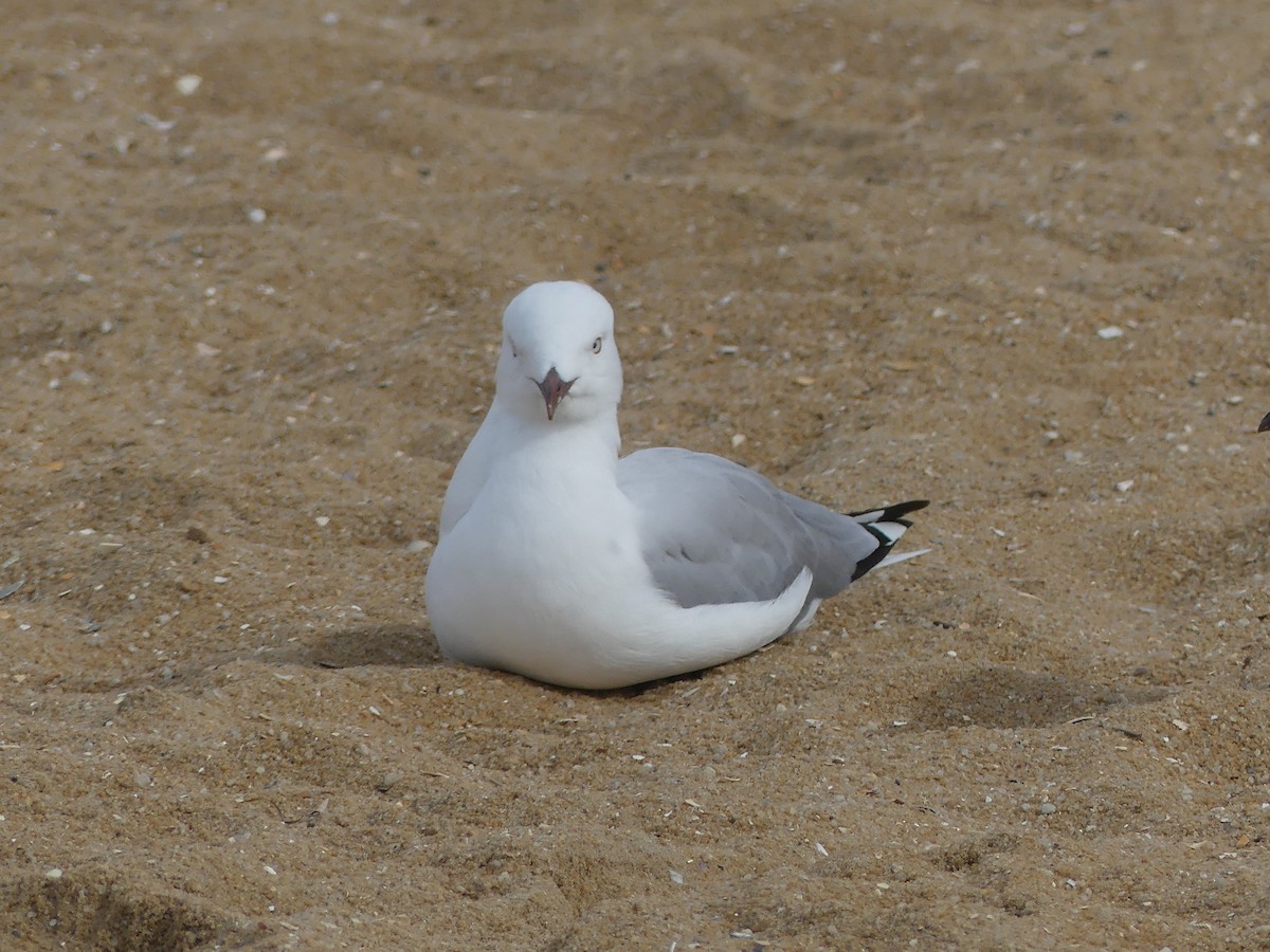 Silver Gull - ML404612851