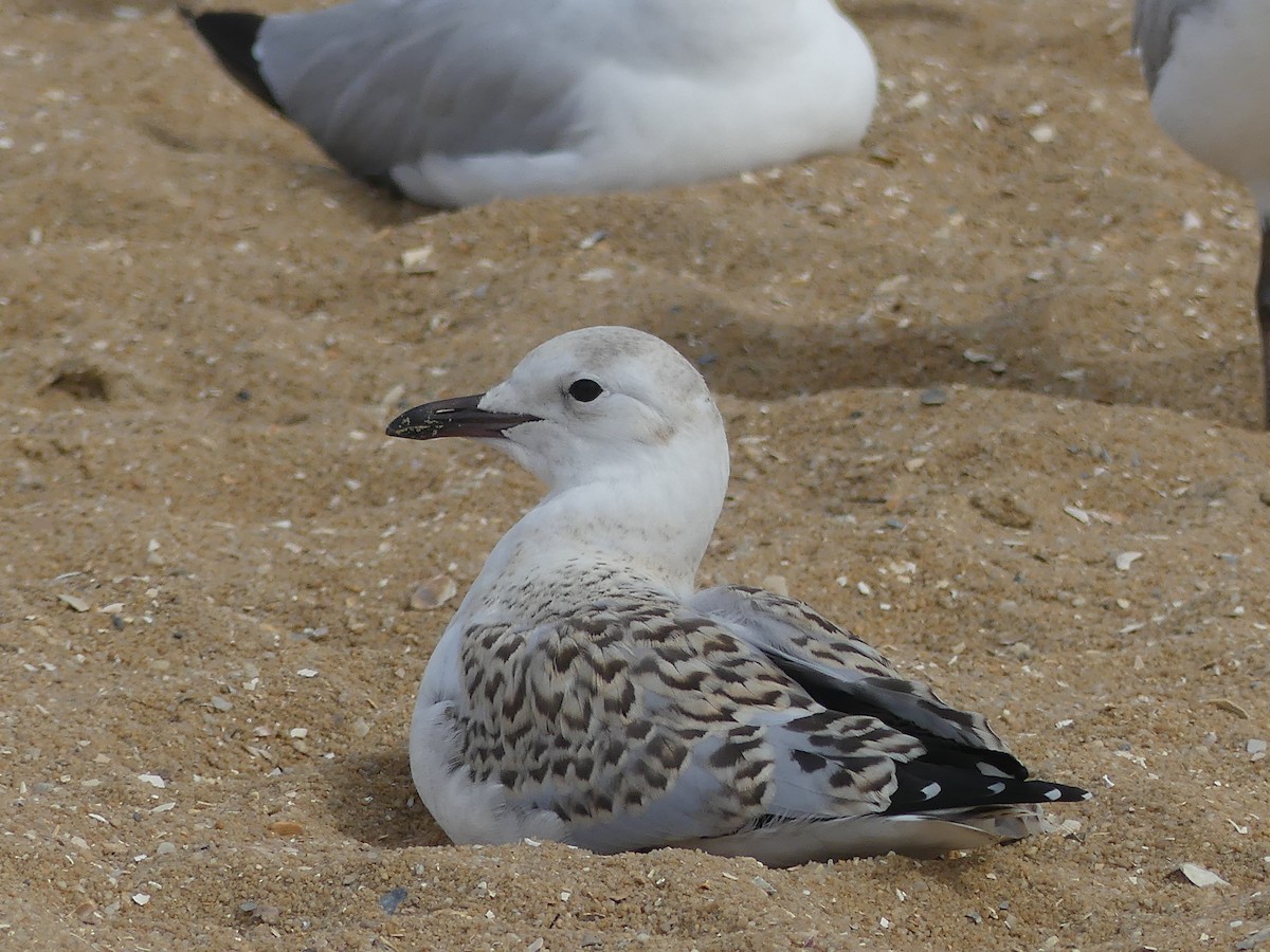 Silver Gull - ML404612871