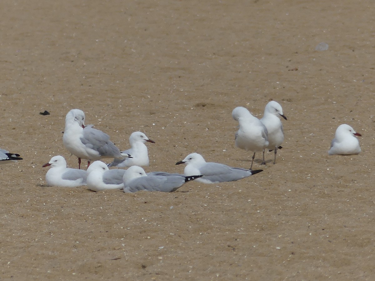 Silver Gull - ML404612881