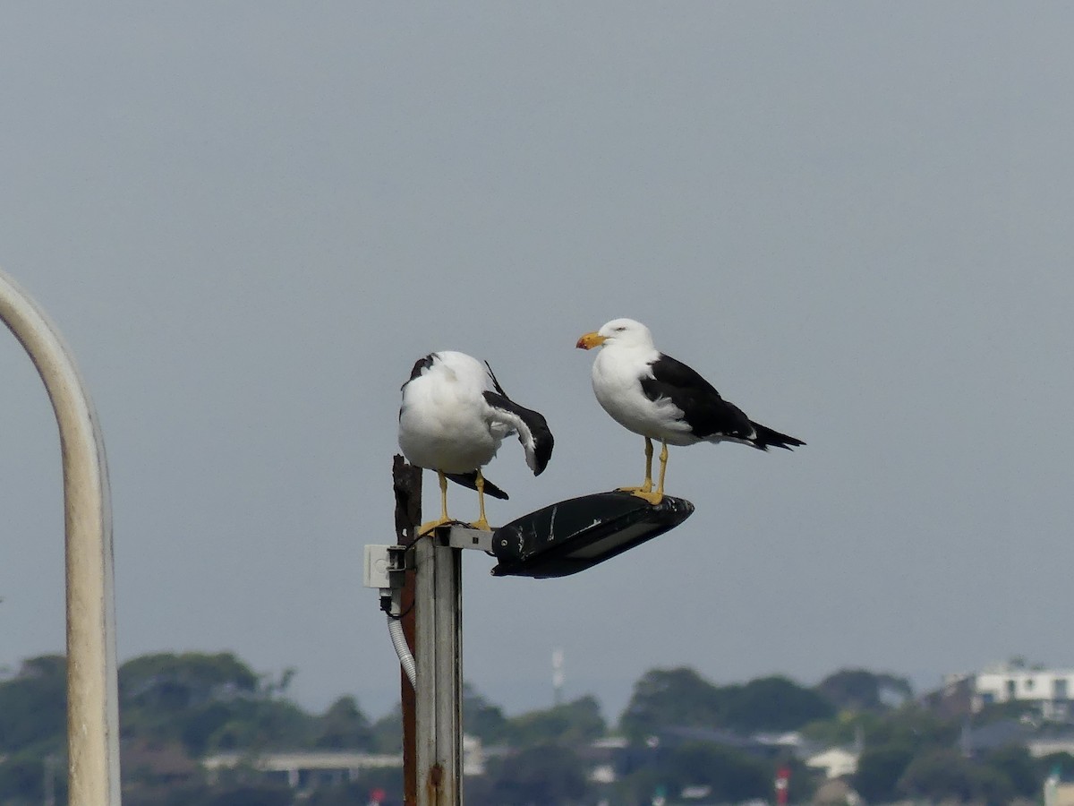 Pacific Gull - ML404613071