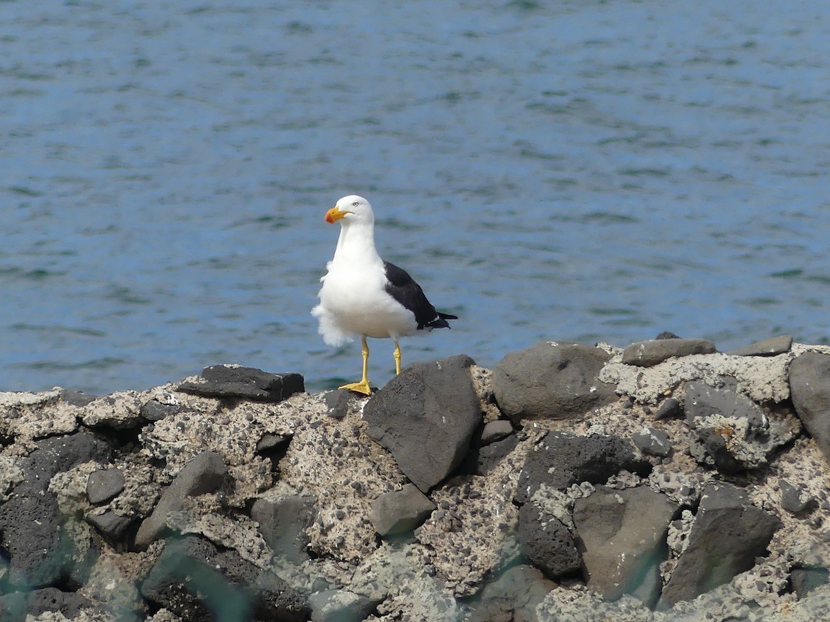 Pacific Gull - ML404613111