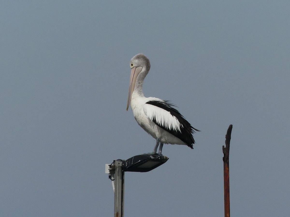 Australian Pelican - ML404613281