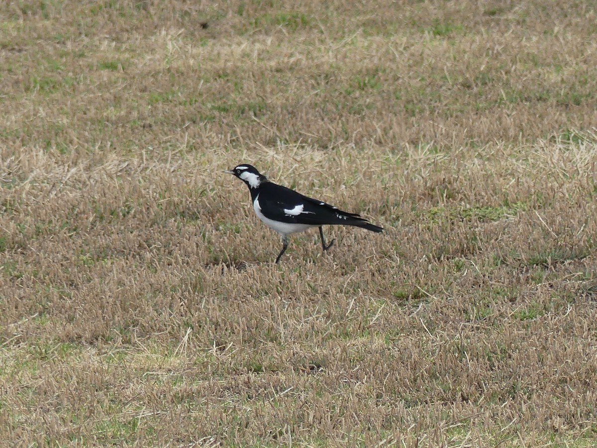 Magpie-lark - ML404613851