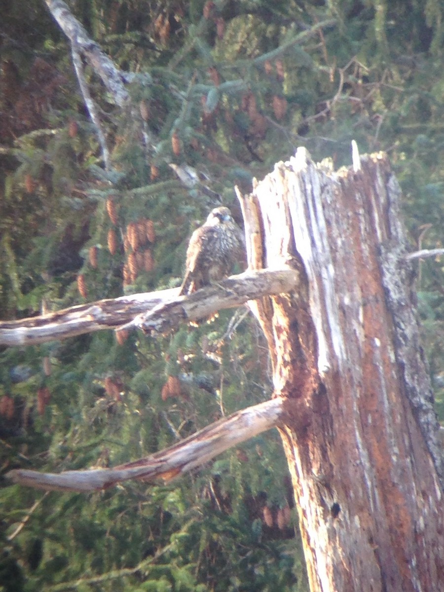 Peregrine Falcon - ML40461741