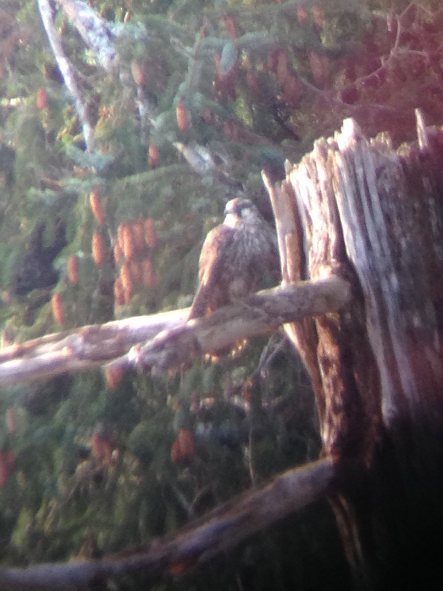Peregrine Falcon - ML40461751