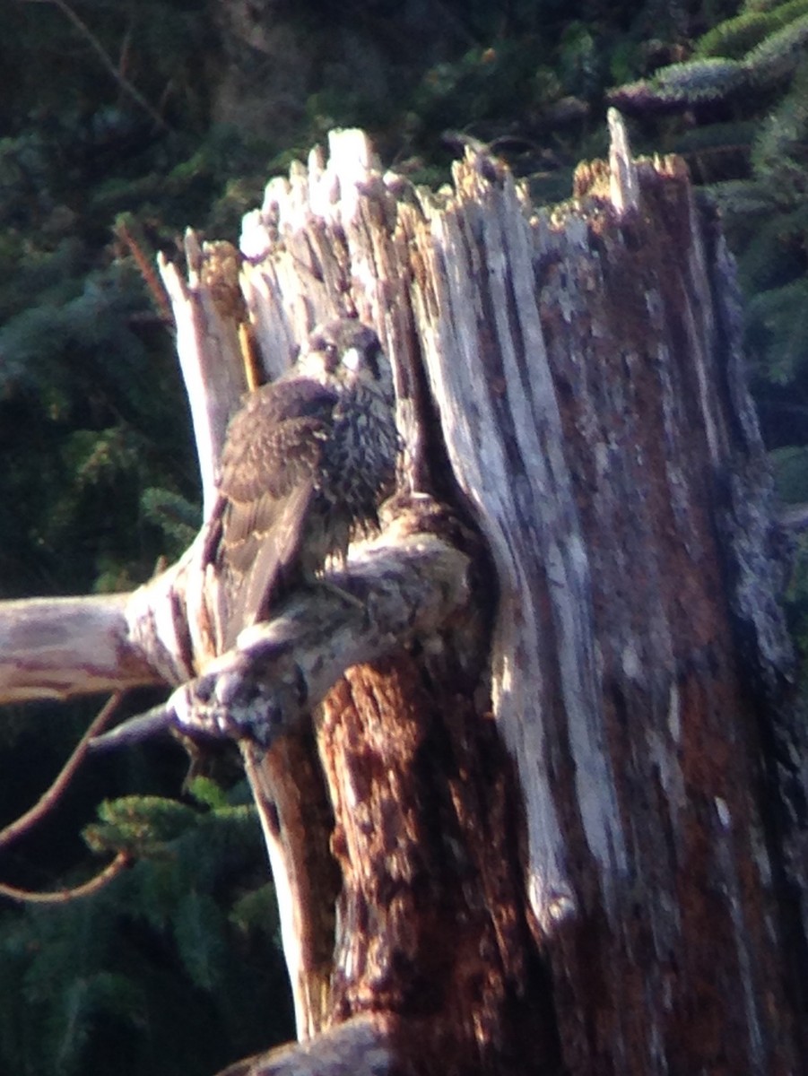 Peregrine Falcon - ML40461761
