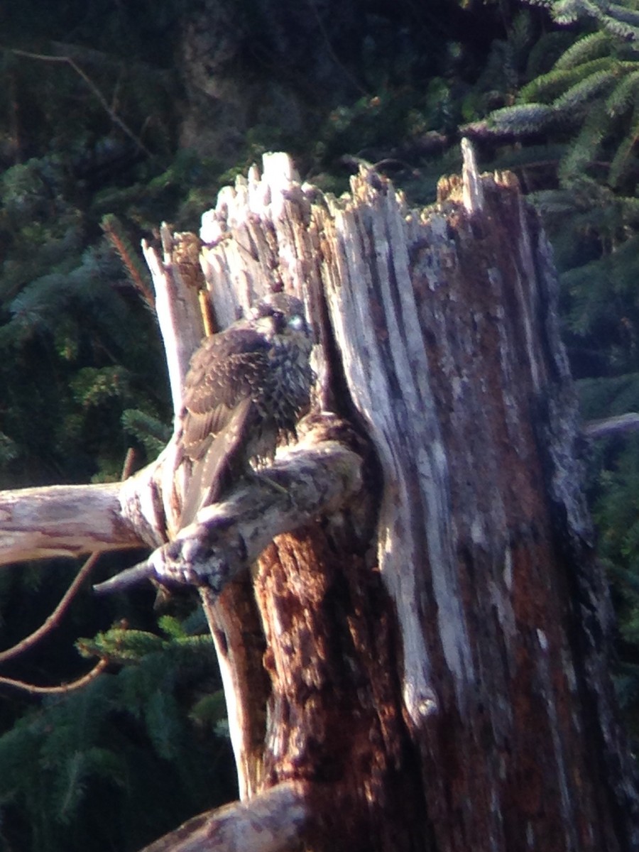 Peregrine Falcon - ML40461781