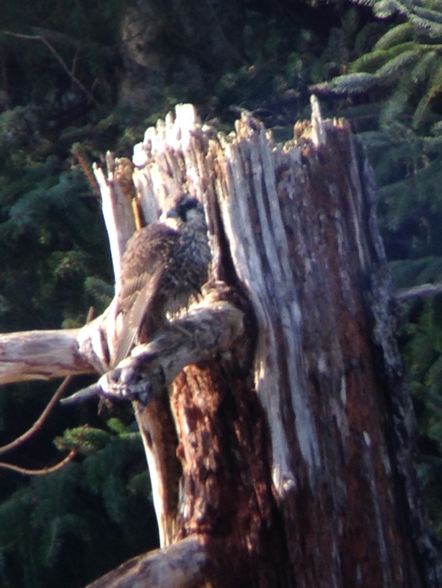 Peregrine Falcon - ML40461791