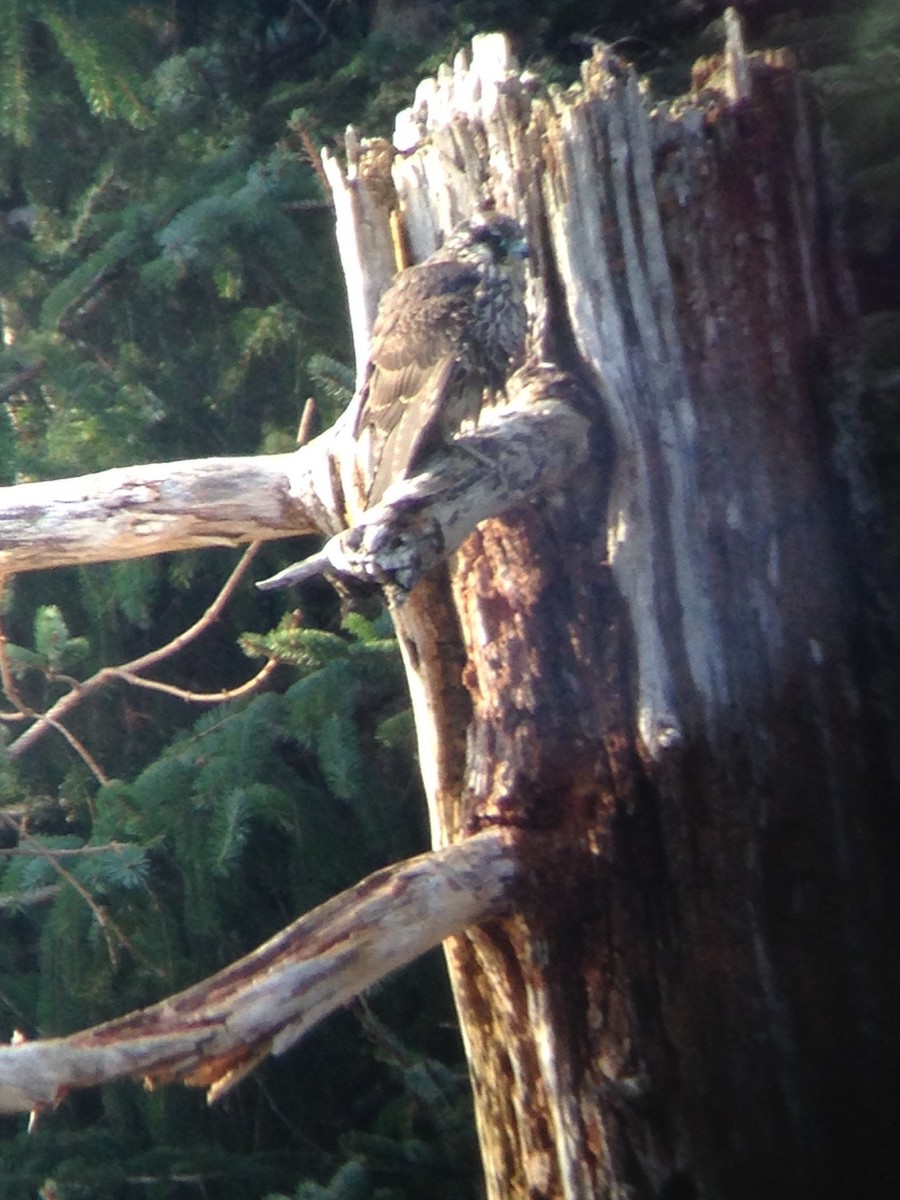Peregrine Falcon - ML40461801