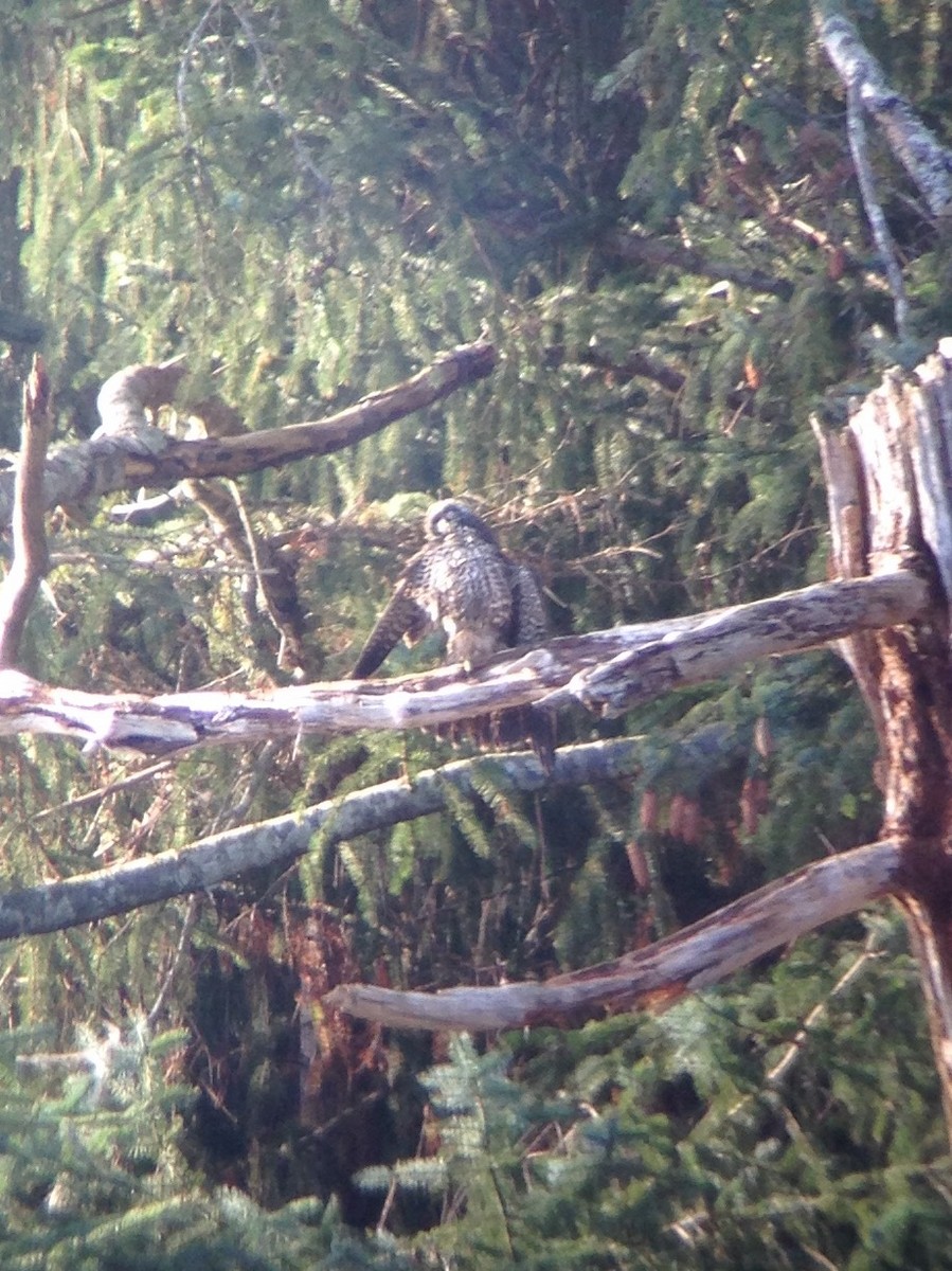 Peregrine Falcon - ML40461811