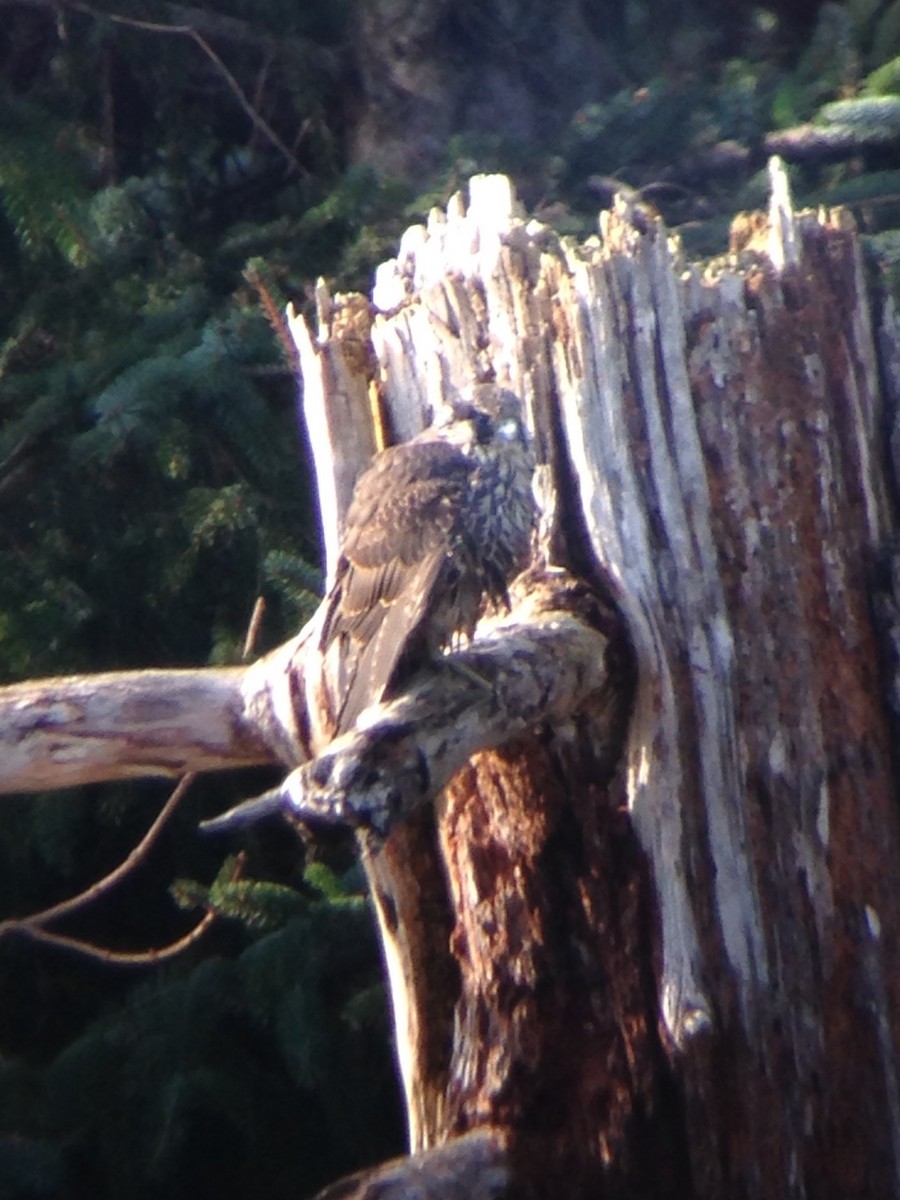 Peregrine Falcon - ML40461831