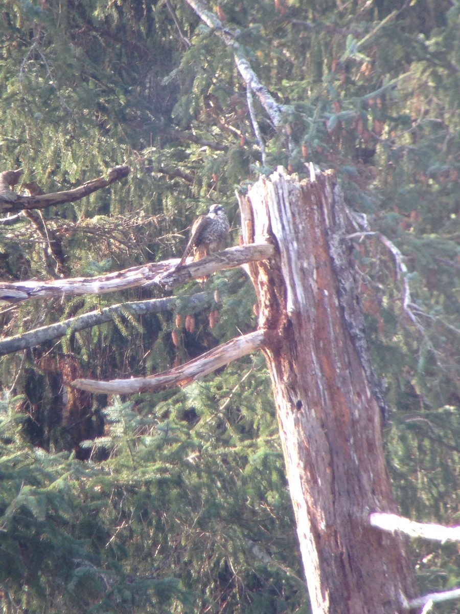 Peregrine Falcon - ML40461841