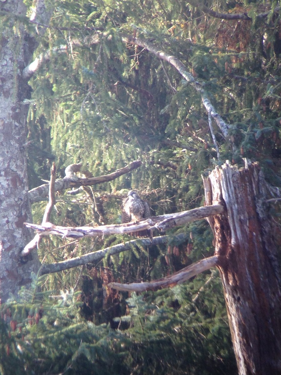 Peregrine Falcon - ML40461851