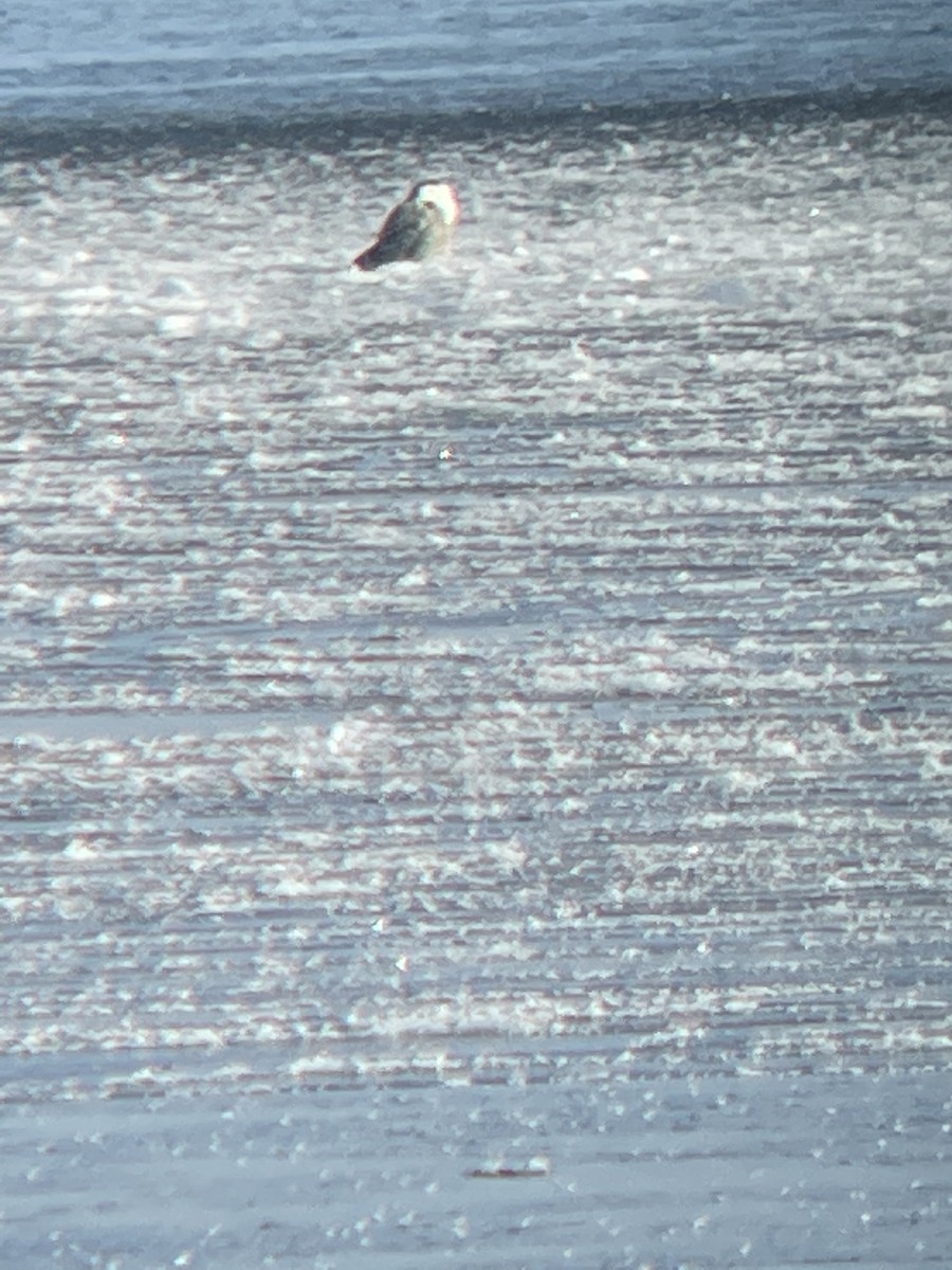 Snowy Owl - ML404618871