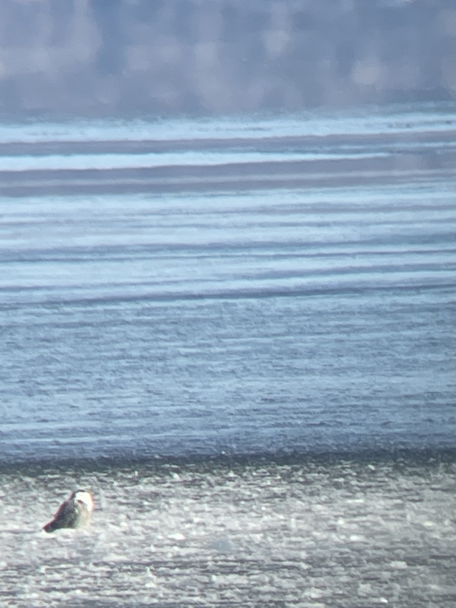 Snowy Owl - ML404618911